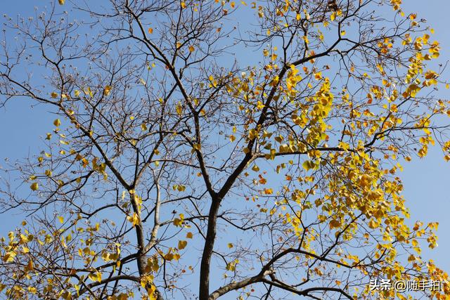 上海：闵行“小外滩”的乌桕“换妆”秋意浓错过成“遗憾”