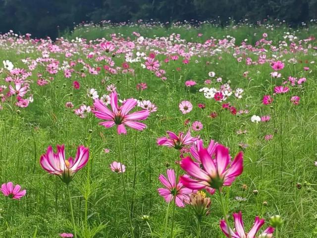 这个周末，来遵义打卡格桑花