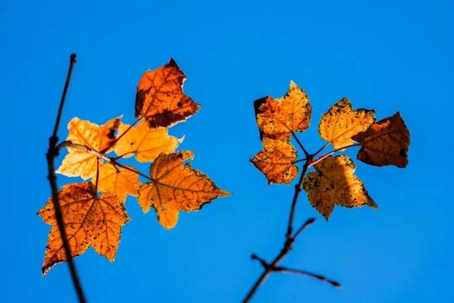 峨眉山这种级别的秋景，我愿称之为饱和度战神