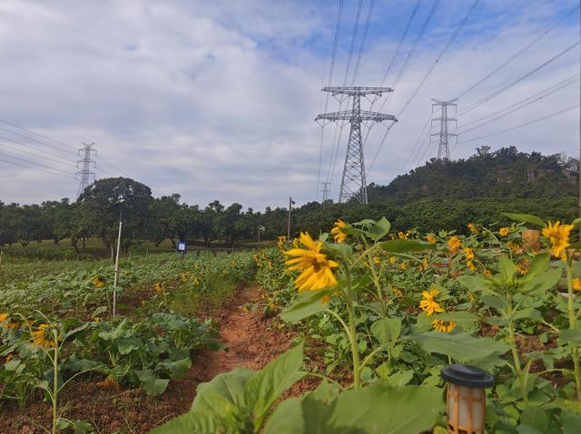 环西丽湖绿道骑行慢行随拍-动个好奇心