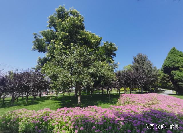 兰州兰山公园赏八宝花及游园记