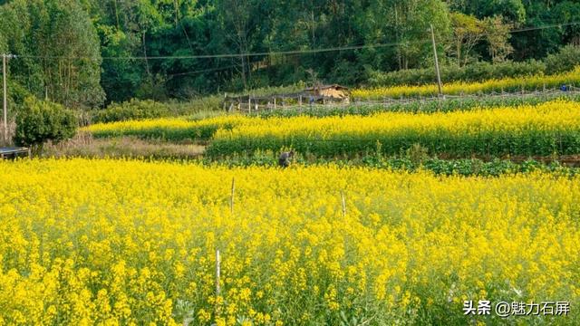 不等春风 石屏宝秀限量配色已上线