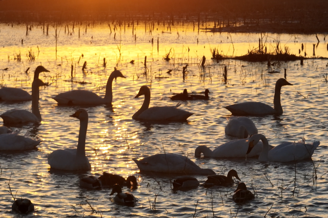 天鹅来了，就在包头黄河畔，太美了！