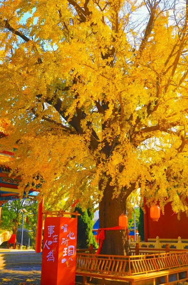 一次门票钱，免费一整年！潍坊5A级景区惠民年卡上线！