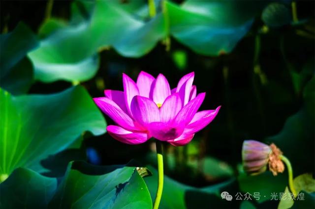 早晚凉风习习,敦煌党河风情线赏荷浪漫且惬意