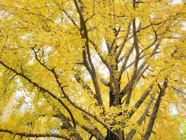 霜染银杏黄，涟水美翻天