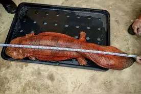 盘龙江的“粉红怪鱼”哪儿来的？专家：属人工养殖，昆明出现野生娃娃鱼的概率图片