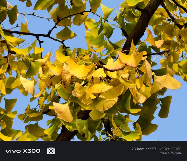 vivo X300上手体验：小屏旗舰的影像与性能巅峰之作