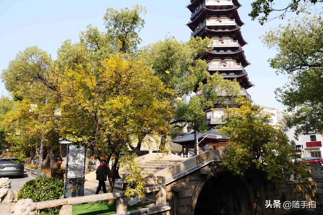 上海：120多年前从古桥石缝中“钻出”的石榴树如今硕果挂枝头