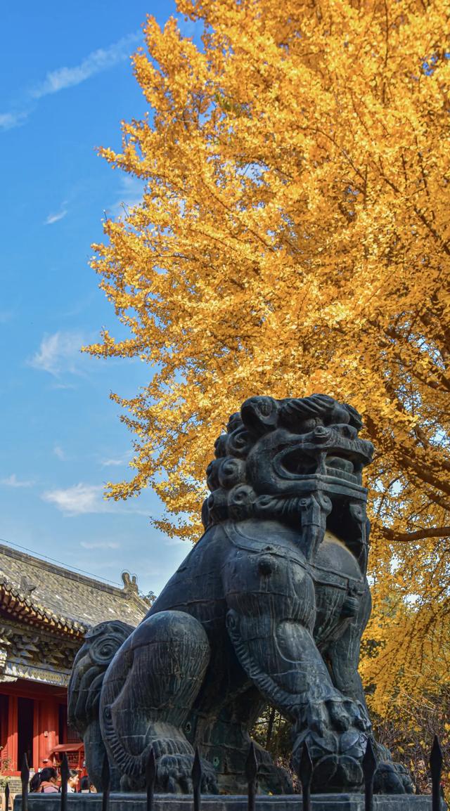 山东：时至初冬，银杏正当时