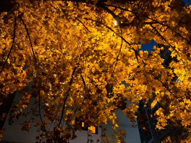 秋天的陇南，有什么好看的？