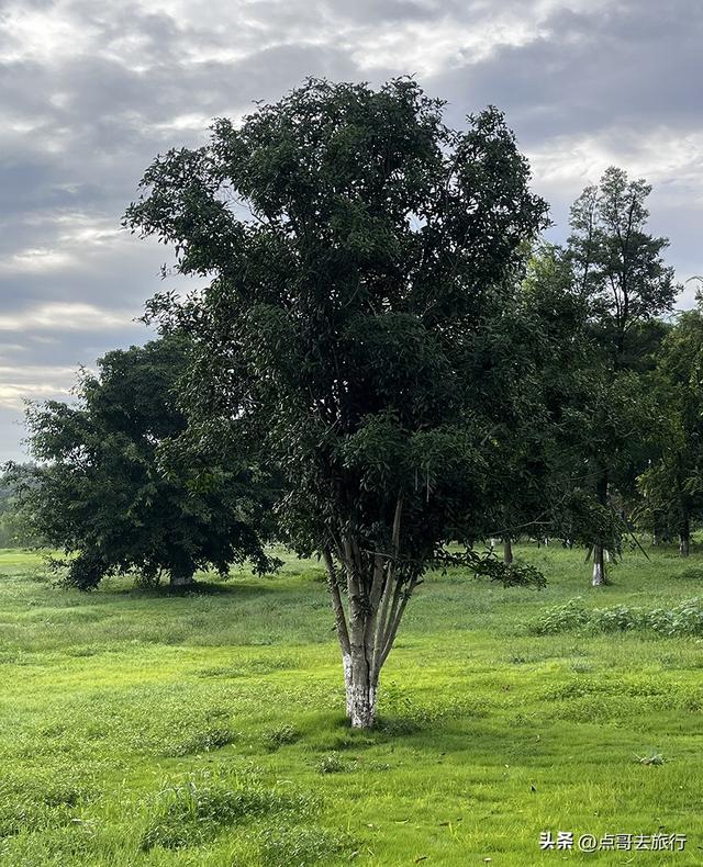 成都最近的原野公园，超级惊艳，一个湖风景就是王者，公交直达！
