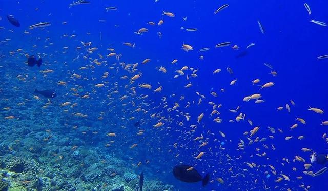 日本十大潜水圣地:潜点特色与难易度总整理