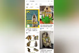 土拨鼠热潮来袭，但请记住：再萌也别碰！图片