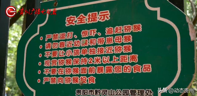 “你打猴我就打你”环卫工驱猴被游客怒斥，黔灵山公园工作人员