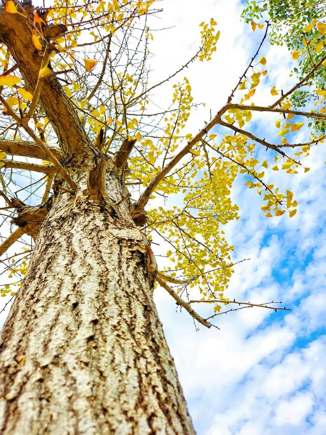 多彩阳山·每日一景｜银杏摇风