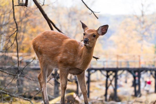 从湖南去了一趟伊春，实话实说，回来才发现朋友圈都是骗人的？