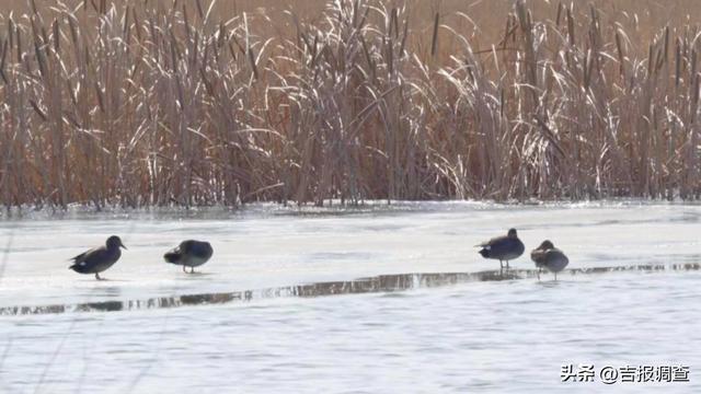 向海鹤舞，冰湖鱼跃！通榆冬季“生态剧本杀”正式开场！