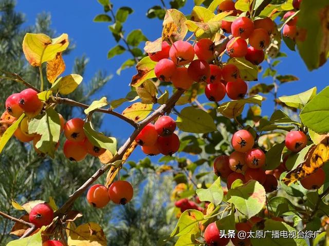 【花漾植物园】太原植物园国庆中秋花卉展，邀您共赴秋日花海盛宴！