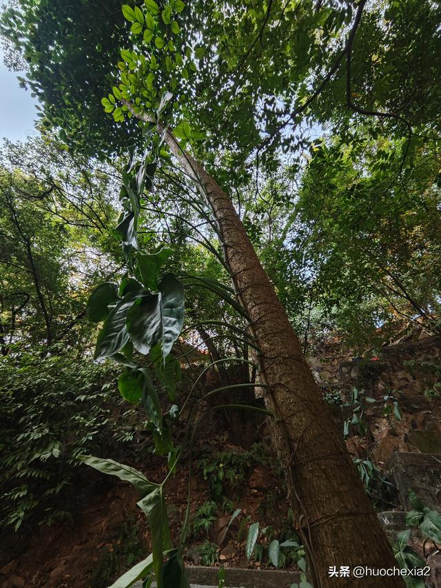 佛山真好逛——锦岩南街与锦岩公园