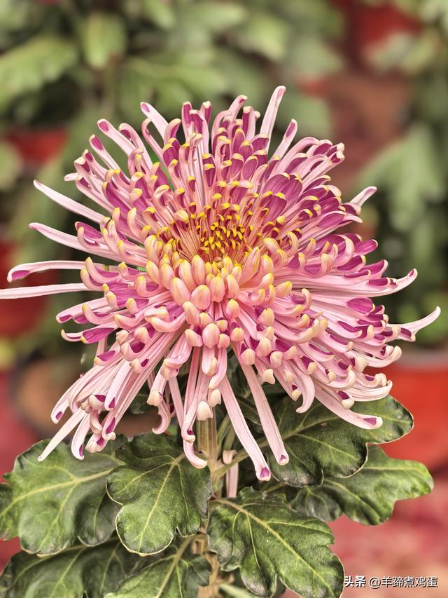 秋风独宠一园菊，晚来香艳出樊篱——北京北海公园2025年菊花展