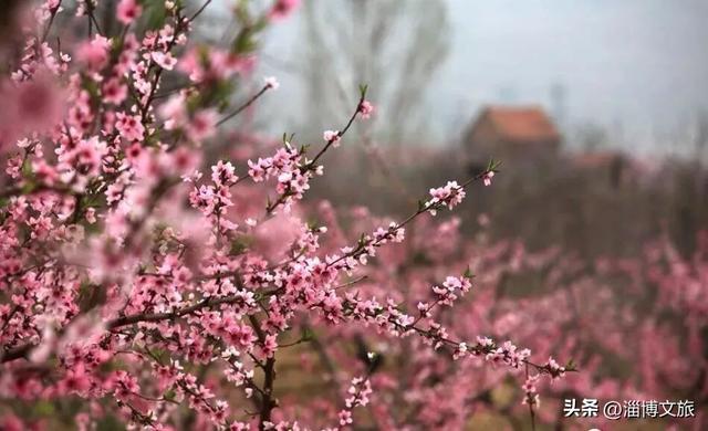 省里刚发布！淄博自然赏花地图（2026版）浪漫上线！跟着跑就对了→