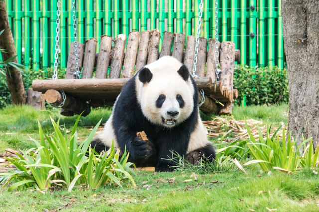 山东有自己的“疯狂动物城”！