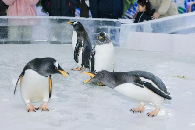开园！苏州湾梦幻雪世界来啦