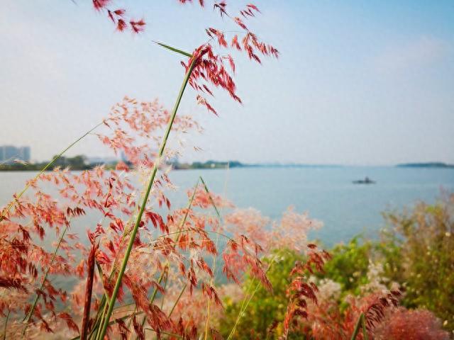 秋江茫茫去不还