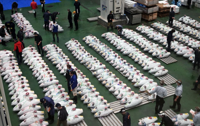 日本水产天塌了！6吨扇贝入华仅12天，首相一句话，871亿市场停摆