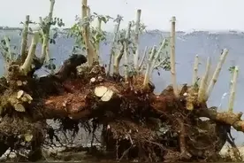 有了这盆景效果图，你也可以试着模仿做造型了。图片