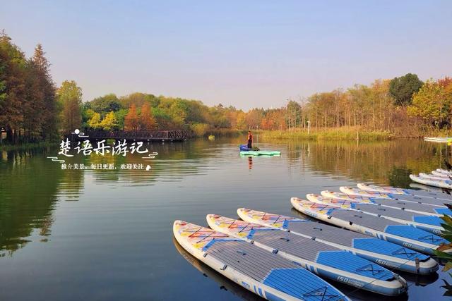 浙江宁波这片水上森林又出圈，色彩缤纷堪比油画，但一周后会更美