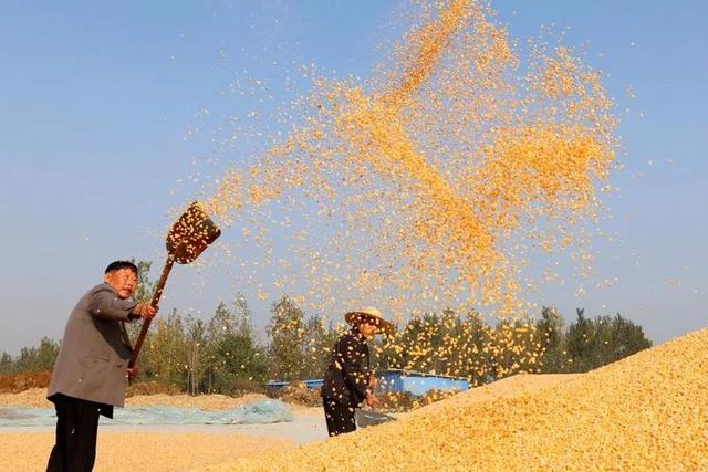 宁愿赔钱也要把粮食卖中国！美国的粮食垄断梦，如何被中国瓦解？