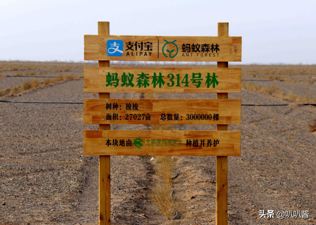 马云斥巨资在沙漠里种树，承诺每年1亿棵，10年过去了，情况如何