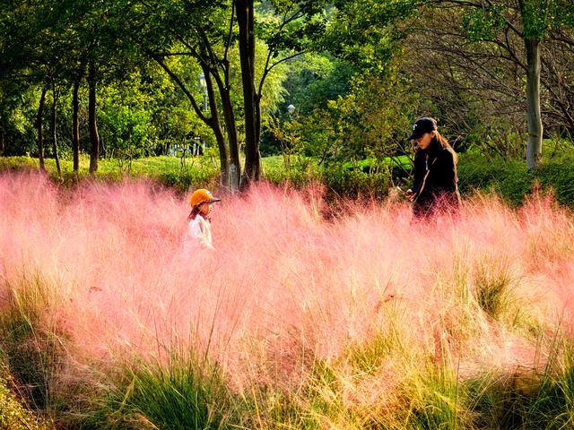 来啊！抓住粉黛小尾巴，错过再等一年！