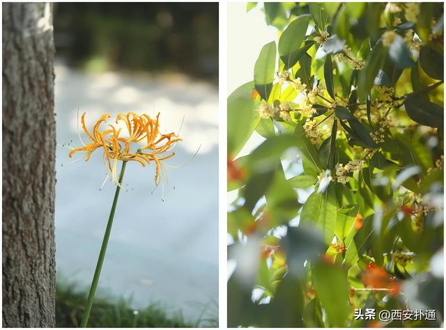 上一个晴天，为你“抢收”了5片金灿灿的桂花