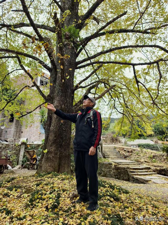 游长岗岭古村，观飘黄银杏