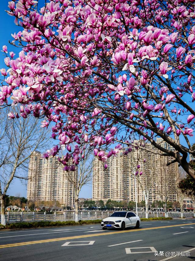 湖北，云梦十里曲阳河畔玉兰开