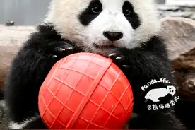 大熊猫野外培训放生真是多此一举，劳民伤财，望贤贤崽好运！图片