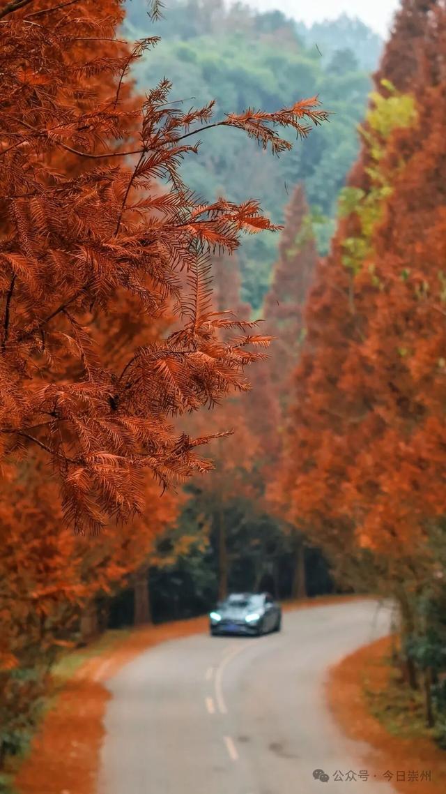 免费又出片！崇州初冬宝藏秘境，美到封神！