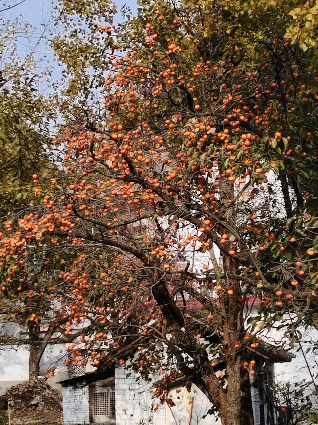 南行漫记：从卢氏走陕西S101红叶大道到南五台服务区露营