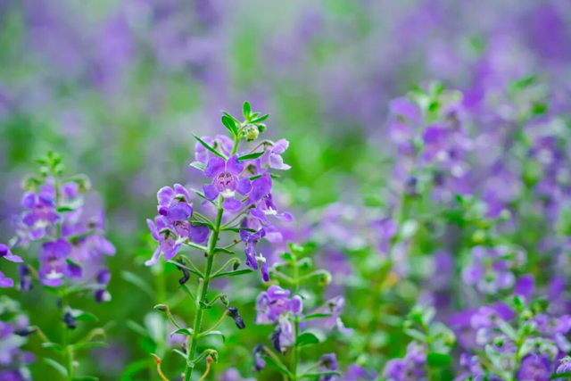 美爆了！佛山秋日花海上新！