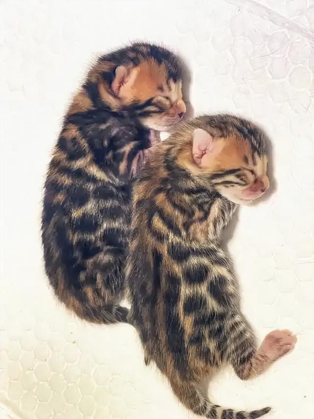 禁止私自饲养！湖南女子废木料里发现4只，养半月后匆忙上交