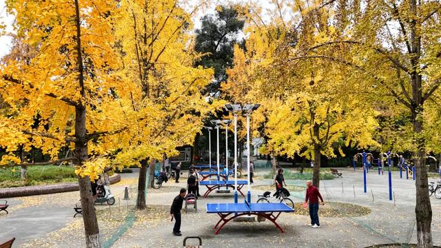 好看！好拍！郫都银杏打卡攻略→