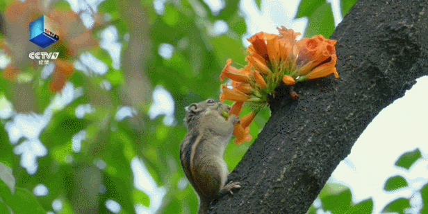 12号播出！央视新片推荐了深圳光明这里！