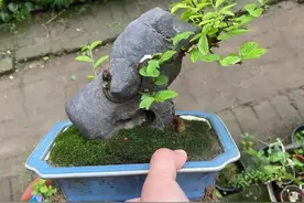12种最适合做盆景树的植物，有你喜欢的吗？图片