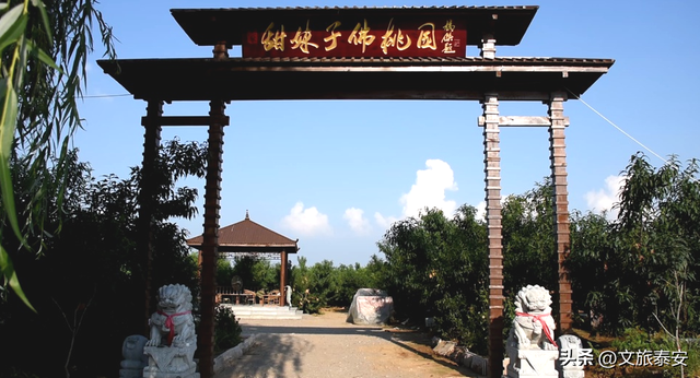 品爆汁肥桃！赏花路秋景！泰安 “小胖城” 一日游就该这么玩！