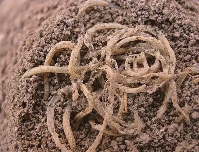 是谁吃了“世界上第一碗面”？青海海东还有多少秘密？