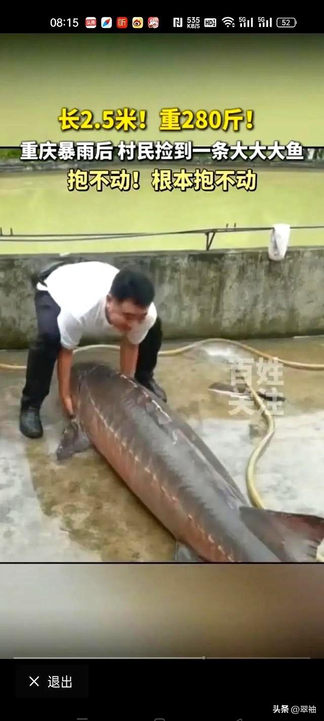 大雨过后，重庆一村民捡到280斤重大鱼，抱不动，根本抱不动！