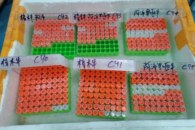 处于濒临灭绝！专家下乡仅发现39头，只有1头是公的